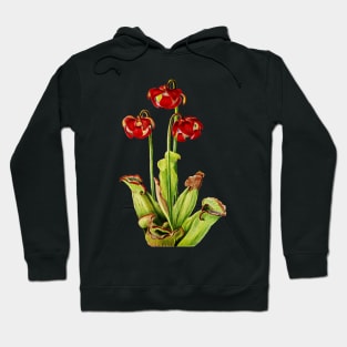 Purple Pitcherplant - Sarracenia Purpurea- Walcott - Botanical Illustration Hoodie